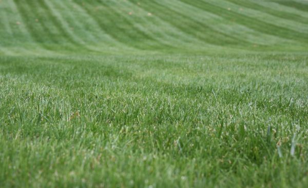 Grow your Lawn Trimming And Edging business